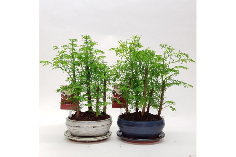 Metasequoia forest 16cm + schotel 