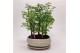 Metasequoia forest 16cm + schotel 