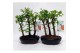Metasequoia forest 16cm + schotel 
