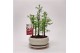 Metasequoia forest 16cm + schotel 