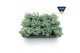Sedum sieboldii 