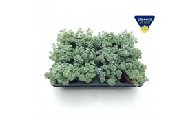 Sedum sieboldii