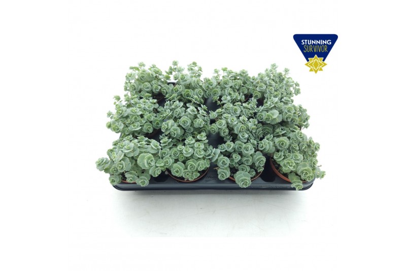 Sedum sieboldii 
