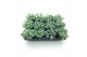 Sedum sieboldii 