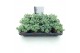 Sedum sieboldii 
