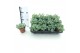 Sedum sieboldii 