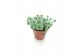 Sedum sieboldii 