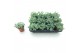 Sedum sieboldii 