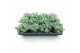 Sedum sieboldii 