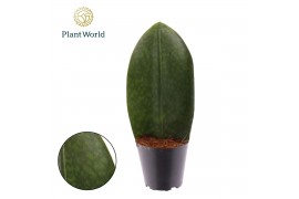 Sansevieria Sansevieria ‘Masoniana’ Whale Fin overig pp
