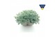 Sedum sieboldii Sedum sieboldii Triopot Taupe 3 pp 