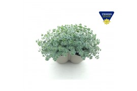 Sedum sieboldii Sedum sieboldii Triopot Taupe 3 pp