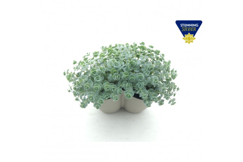 Sedum sieboldii Sedum sieboldii Triopot Taupe 3 pp 