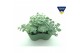 Sedum sieboldii Sedum sieboldii Triopot Taupe 3 pp 