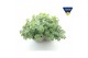 Sedum sieboldii Sedum sieboldii Triopot Taupe 3 pp 
