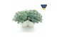 Sedum sieboldii Sedum sieboldii Triopot Amandel 3 pp 