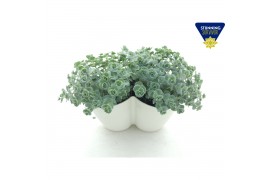 Sedum sieboldii Sedum sieboldii Triopot Amandel 3 pp