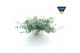 Sedum sieboldii Sedum sieboldii Triopot Amandel 3 pp 