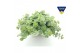 Sedum sieboldii Sedum sieboldii Triopot Amandel 3 pp 