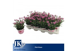 Dianthus diantica pink kisses