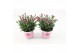 Dianthus diantica pink kisses 