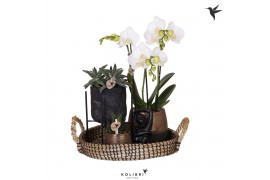 Arrangementen kamerplanten Kolibri Green up your home gift set Home hu