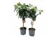 Hibiscus rosa stam mix,3 tak/plnt 
