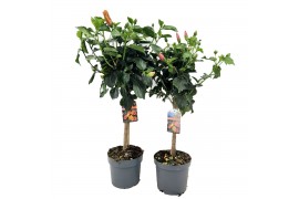 Hibiscus rosa stam mix,3 tak/plnt