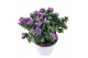 Polygala myrtifolia bibi pink 