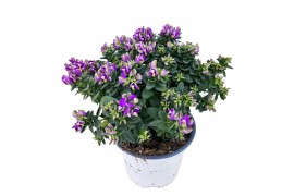 Polygala myrtifolia bibi pink