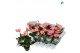 Anthurium andr. sweet dream 4 bloem 