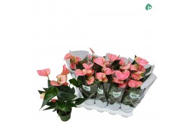 Anthurium andr. sweet dream 4 bloem