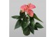 Anthurium andr. sweet dream 4 bloem 
