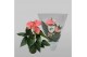Anthurium andr. sweet dream 4 bloem 