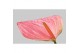 Anthurium andr. sweet dream 4 bloem 