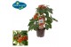 Solanum lycopersicum tomaat pick&joy plum tomato red 
