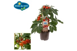 Solanum lycopersicum tomaat pick&joy plum tomato red