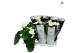 Anthurium andr. alaska 5-7 bloem 