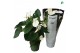 Anthurium andr. alaska 5-7 bloem 