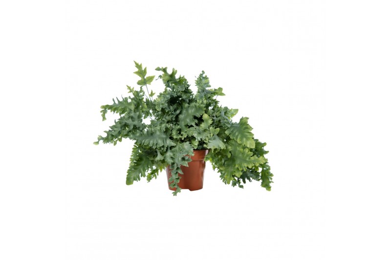 Phlebodium aureum davana 