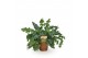 Phlebodium aureum davana 