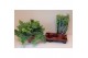 Phlebodium aureum davana 