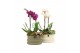 Arrangementen kamerplanten 11486: Raw Beauty arrangement 2 pp 
