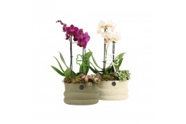 Arrangementen kamerplanten 11486: Raw Beauty arrangement 2 pp