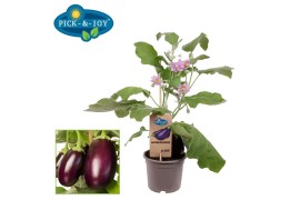 Solanum melongena aubergine pick&joy