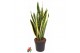 Sansevieria trifasciata laurentii 