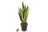 Sansevieria trifasciata laurentii