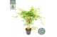 Acer palmatum going green 