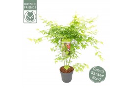 Acer palmatum going green