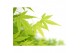 Acer palmatum going green 